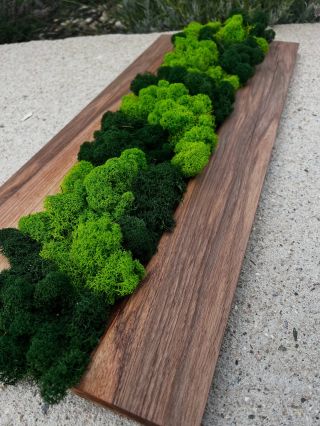 Mechový obraz🌳 Představujeme další kousek, který bude doplňovat náš e-shop.🤍 Obraz z mechu je nádherný doplněk do každého...